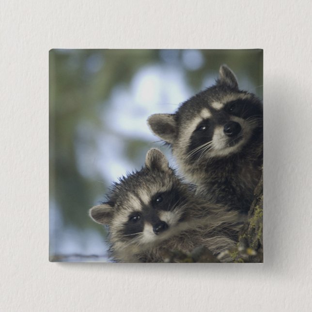 Raccoons Procyon Lotor) of Fish Lake, Central Button (Front)