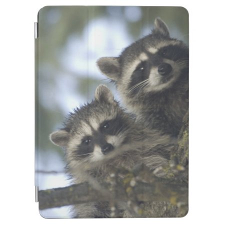 Raccoons Procyon Lotor) Of Fish Lake, Central Ipad Air Cover