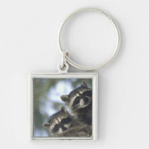 Raccoons Procyon Lotor) of Fish Lake, Central Keychain