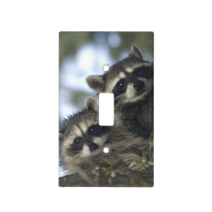 Raccoons Procyon Lotor) of Fish Lake, Central Light Switch Cover
