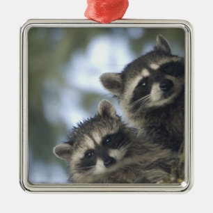 Raccoons Procyon Lotor) of Fish Lake, Central Metal Ornament