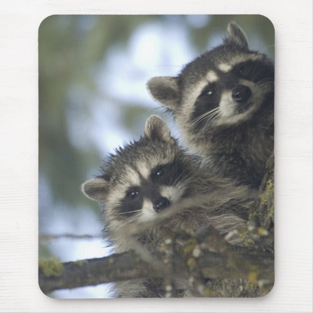 Raccoons Procyon Lotor) of Fish Lake, Central Mouse Pad (Front)
