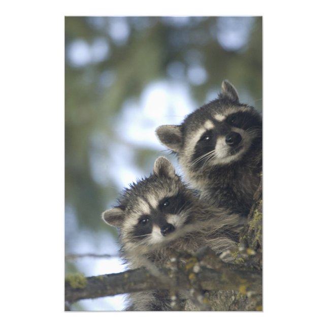 Raccoons Procyon Lotor) of Fish Lake, Central Photo Print (Front)