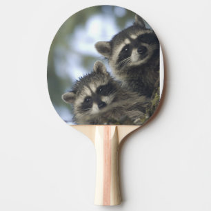 Raccoons Procyon Lotor) of Fish Lake, Central Ping-Pong Paddle