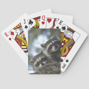 Raccoons Procyon Lotor) of Fish Lake, Central Poker Cards