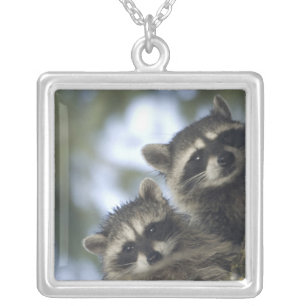 Raccoons Procyon Lotor) of Fish Lake, Central Silver Plated Necklace