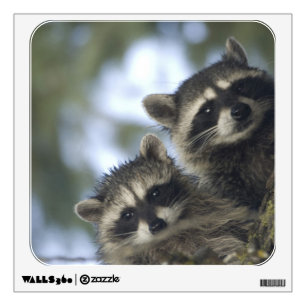 Raccoons Procyon Lotor) of Fish Lake, Central Wall Sticker
