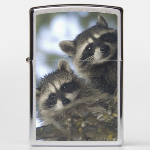 Raccoons Procyon Lotor of Fish Lake Central Zippo Lighter