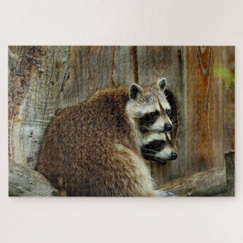 raccoons puzzle