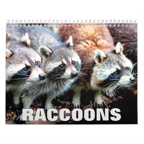 Raccoons Wall Calendar