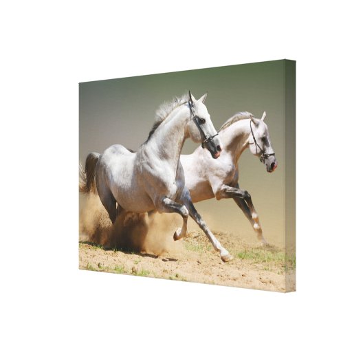 Race the Wind Horses Canvas Print | Zazzle