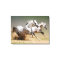 Race the Wind Horses
