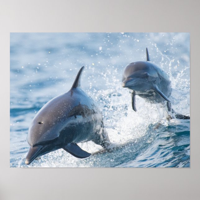 Racing Bottlenose Dolphins Duo Office and Dorm Poster (Front)