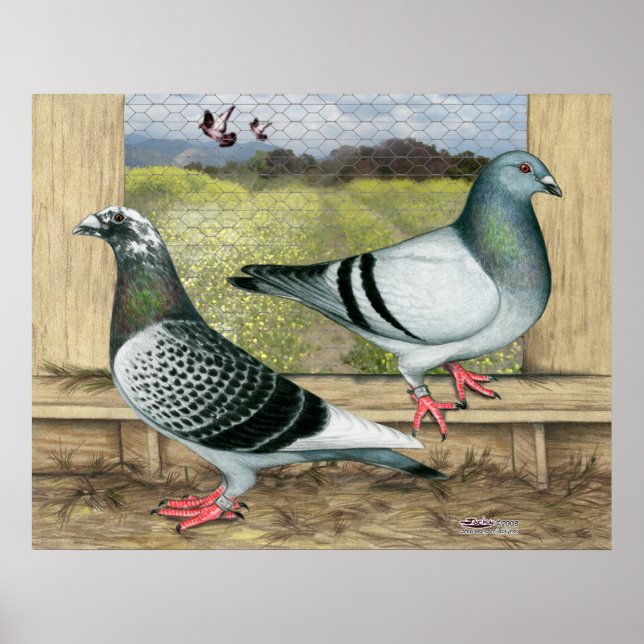 Racing Homers in Loft Poster (Front)