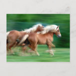 Racing Palomino Horses Postcard