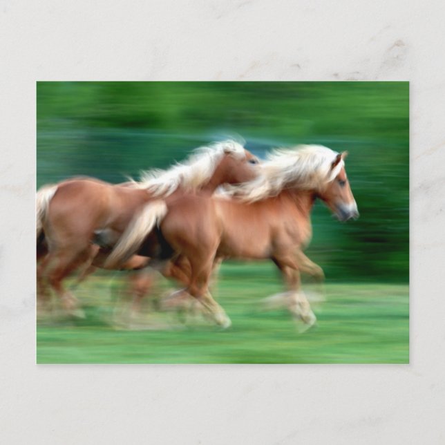 Racing Palomino Horses Postcard (Front)
