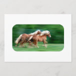 Racing Palomino Invitations