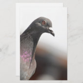 Racing pigeon (Front/Back)