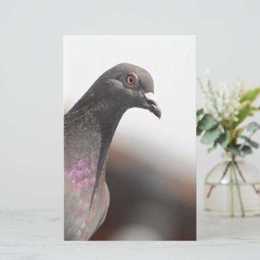 Racing pigeon (Standing Front)