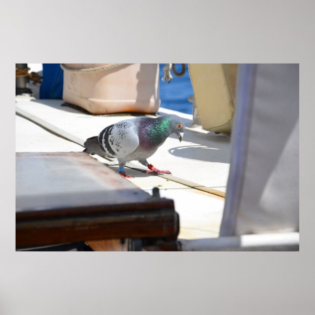 Racing Pigeon Poster (Front)