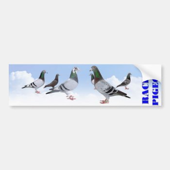 Racing Pigeons Bumper Sticker by naturanoe at Zazzle
