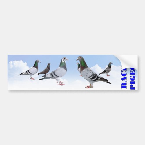 Racing Pigeons Bumper Sticker
