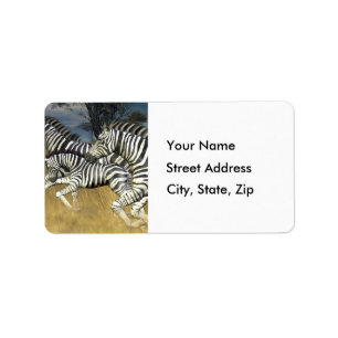 Racing Stripes - Zebra Address Labels