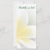 rack card - delicate frangipani photo (Front)