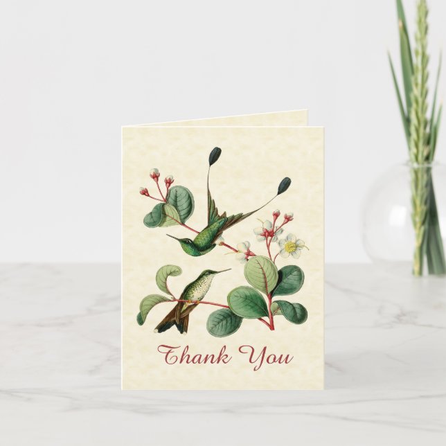 Racket Tail Hummingbird Thank You Note Card (Front)