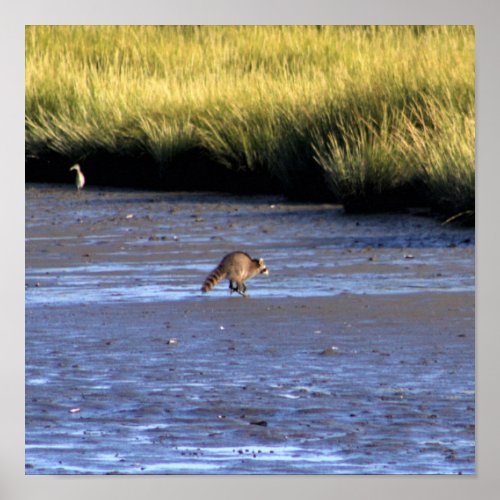 Racoon at Edwin B Forsythe Wildlife Refuge Poster