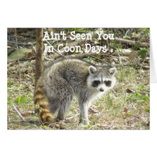 Racoon Cards