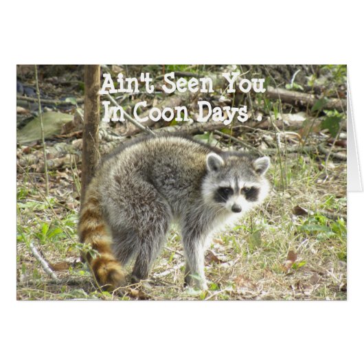 Racoon Cards (Front Horizontal)