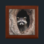 Racoon in Tree Cave  Gift Box<br><div class="desc">Cute young raccoon looking out from the inside of big tree.</div>