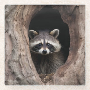 Racoon in Tree Cave Glass Coaster