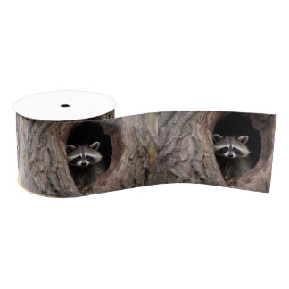 Racoon in Tree Cave  Grosgrain Ribbon