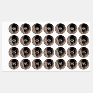 Racoon in Tree Cave Labels
