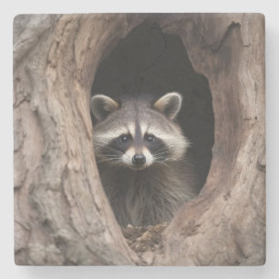 Racoon in Tree Cave Stone Coaster