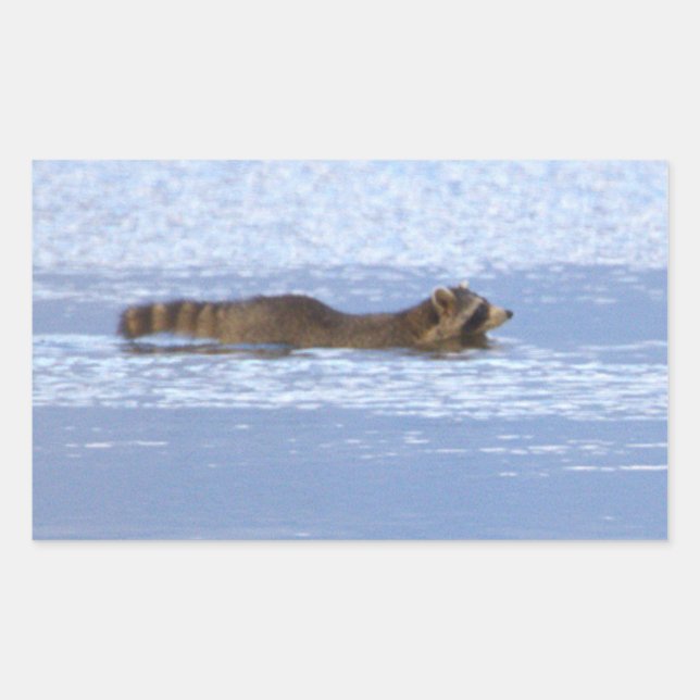 Racoon Swimming in Ocean Stickers (Front)