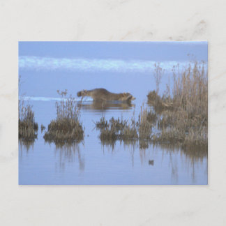 Racoon Swimming Photo Postcard