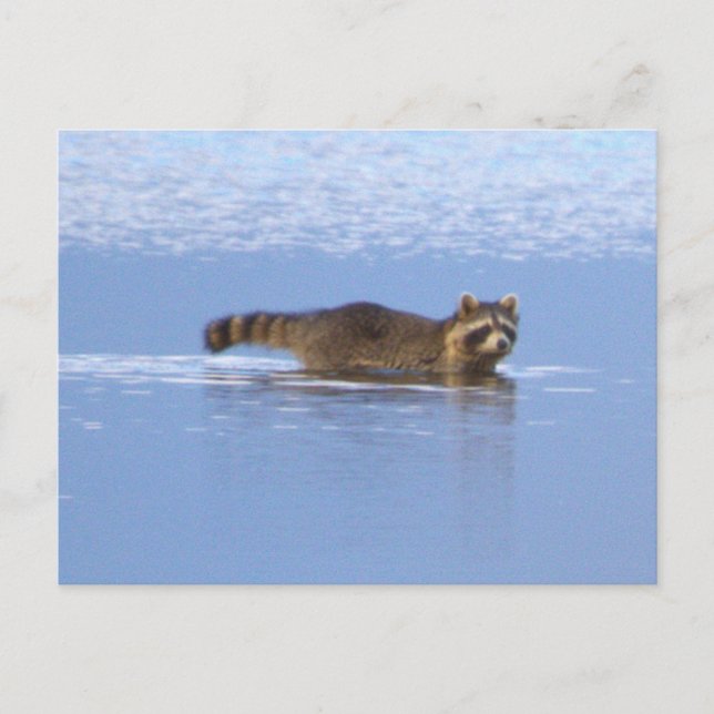 Racoon Swimming Photo Postcard (Front)