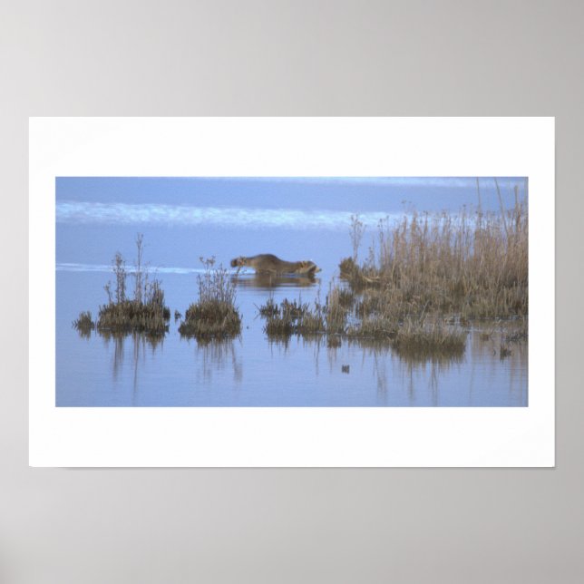 Racoon Swimming Photo Poster (Front)