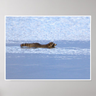 Racoon Swimming Photo Poster