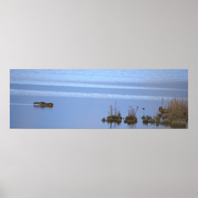 Racoon Swimming Photo Poster (Front)