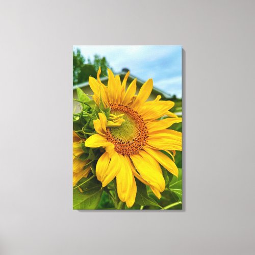 Radiant Blooms Brightening My Day  Canvas Print