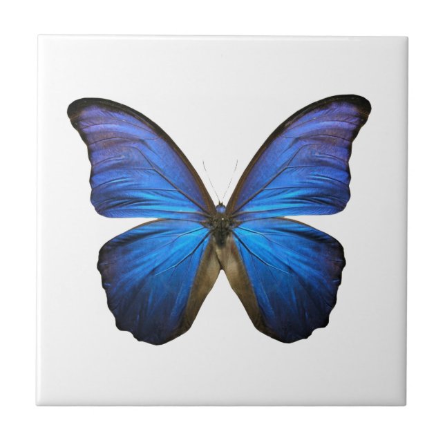 Radiant Blue Butterfly Ceramic Tile (Front)