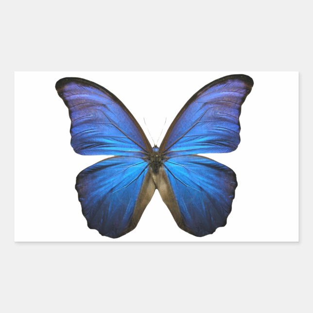 Radiant Blue Butterfly Rectangular Sticker (Front)