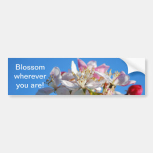 Radiant cherry blossom bumper sticker