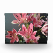Radiant Grace: Pink Lilies in Bloom