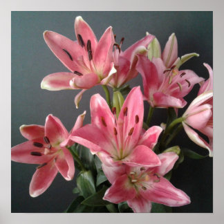Radiant Grace:  Pink Lilies in Bloom Poster
