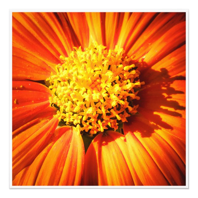 Radiant Orange Flower Macro Wall Art Print Photo (Front)